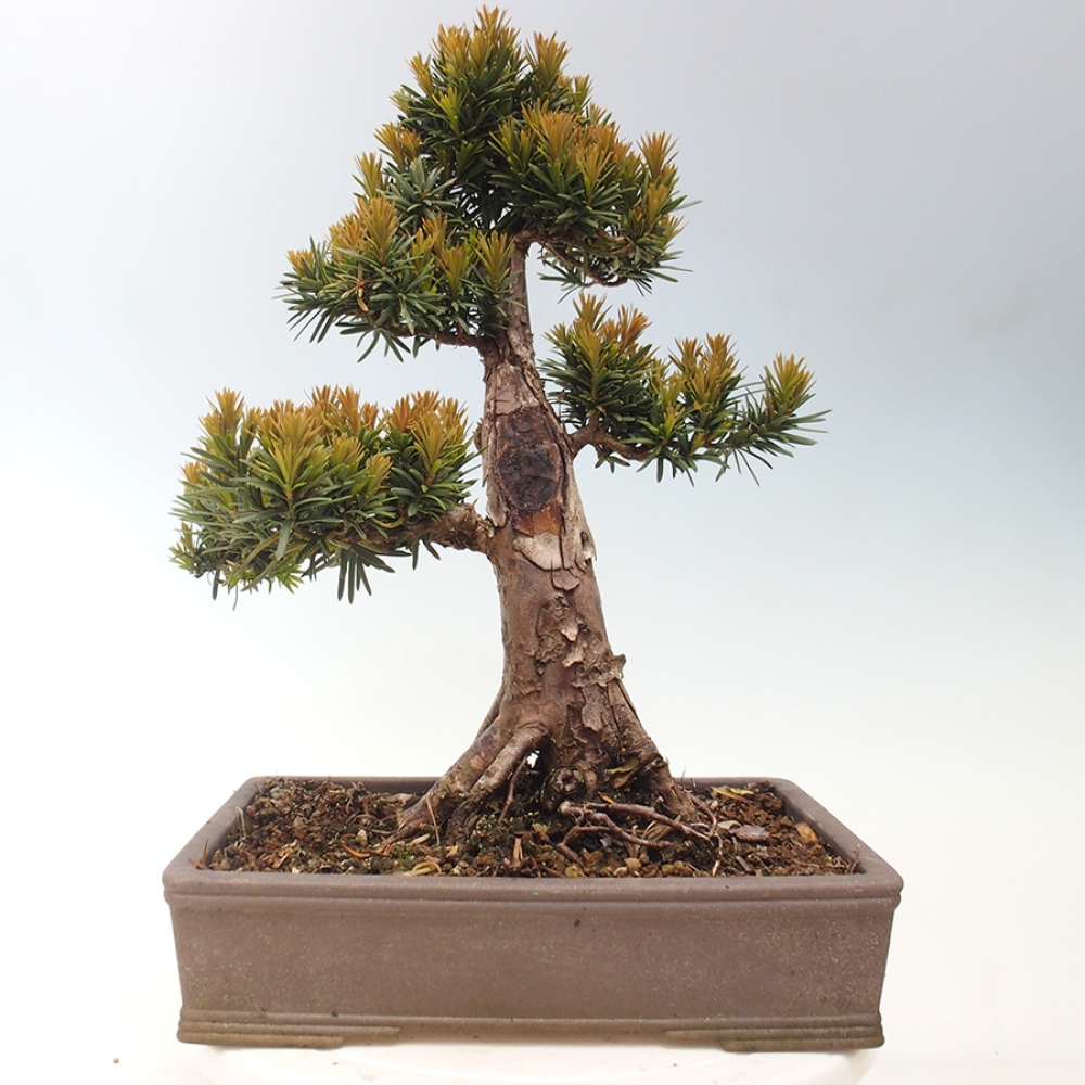 Bonsai voor buiten - Taxus cuspidata - Japanse Taxus