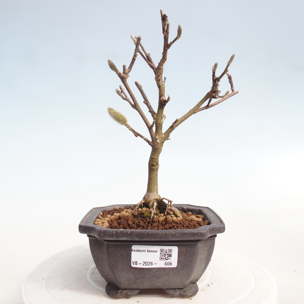 Bonsai voor buiten - Magnolia stellata