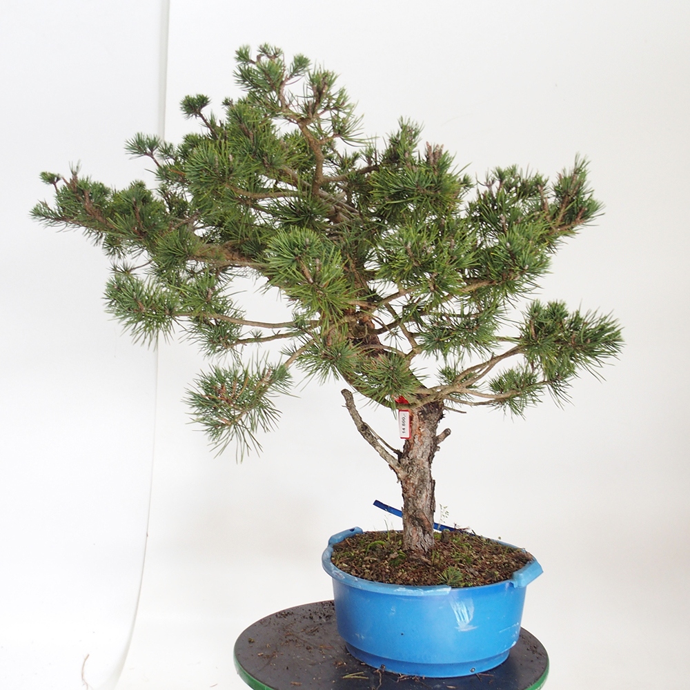 Yamadori - Pinus sylvestris Spanje