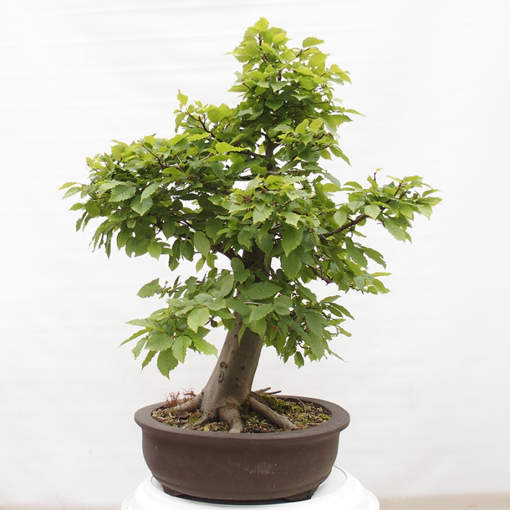 Bonsai voor buiten - Haagbeuk - Carpinus betulus