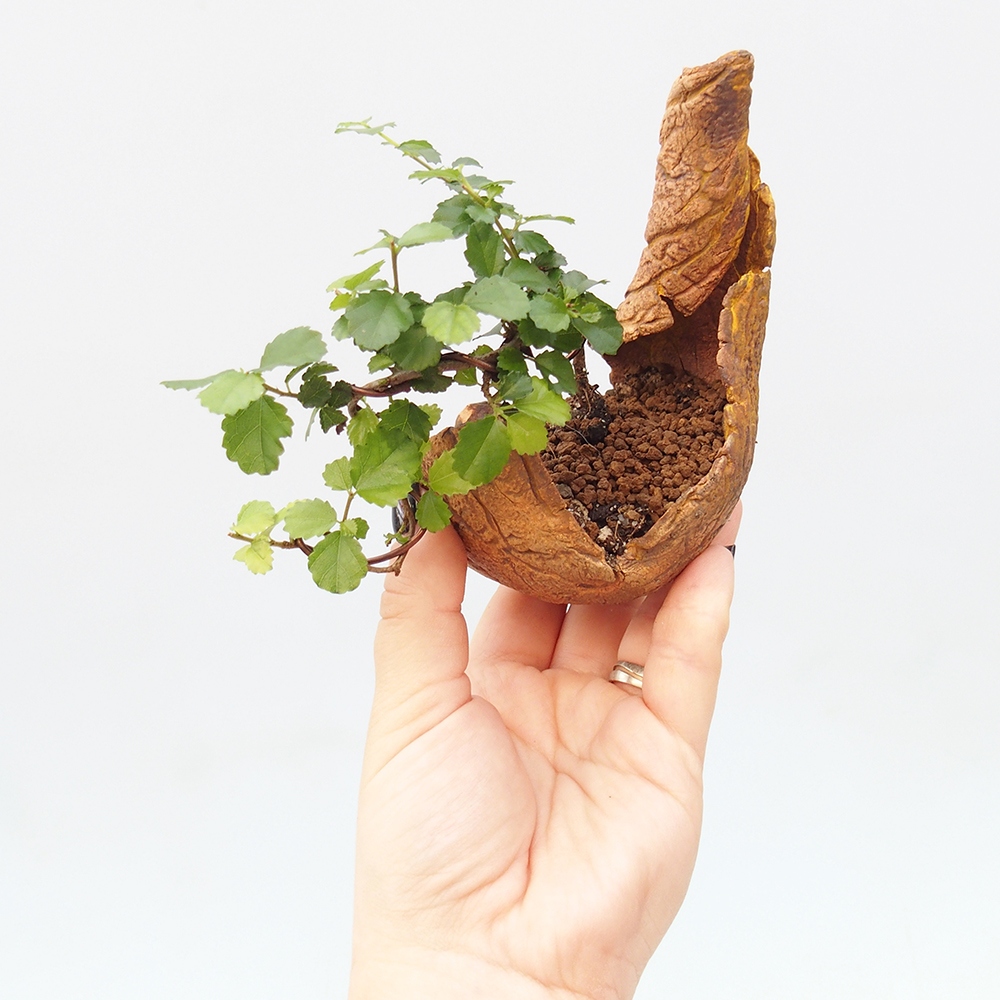 Kamerbonsai - Grewia sp. - Grewia malafolia