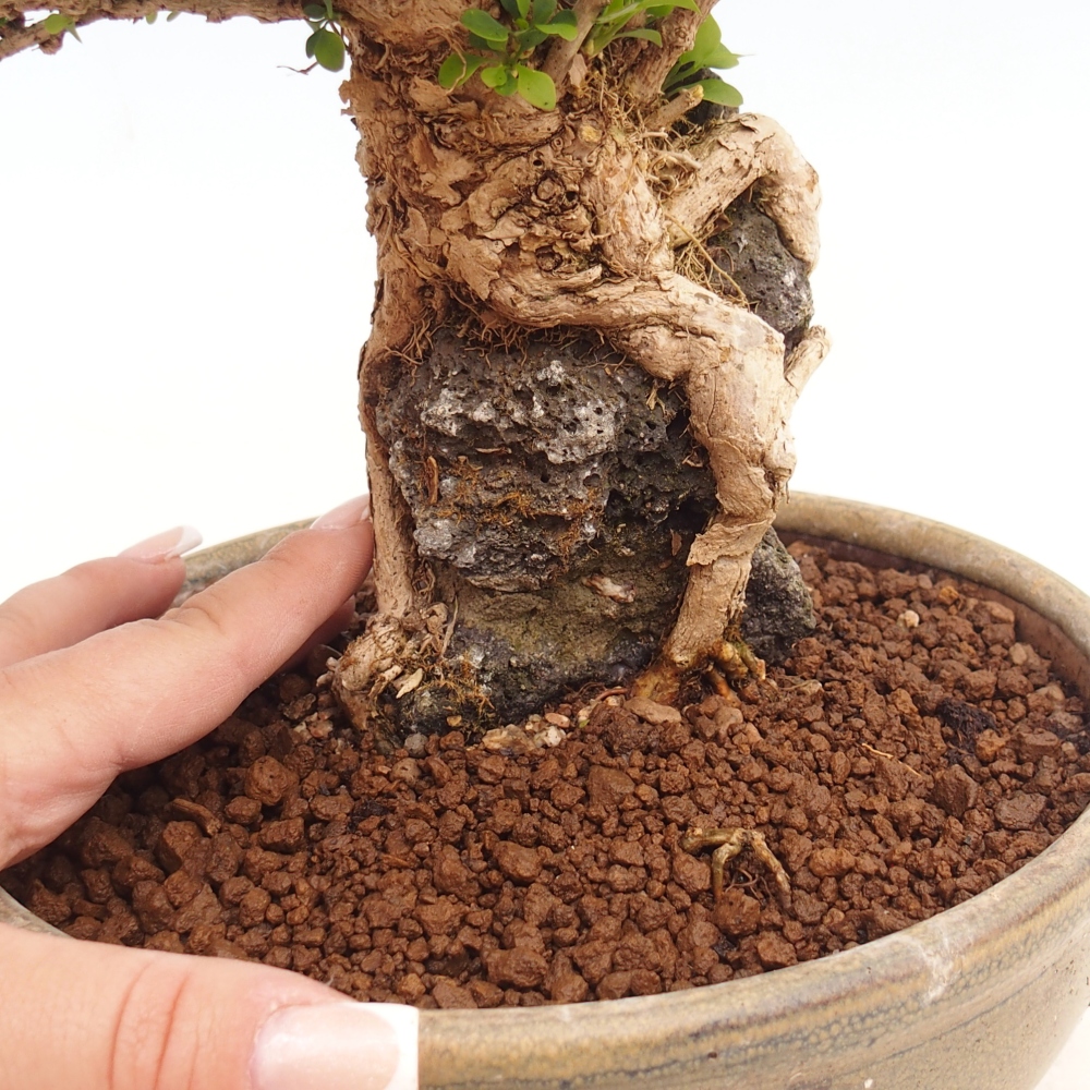 Bonsai voor buiten - Berberis coreana