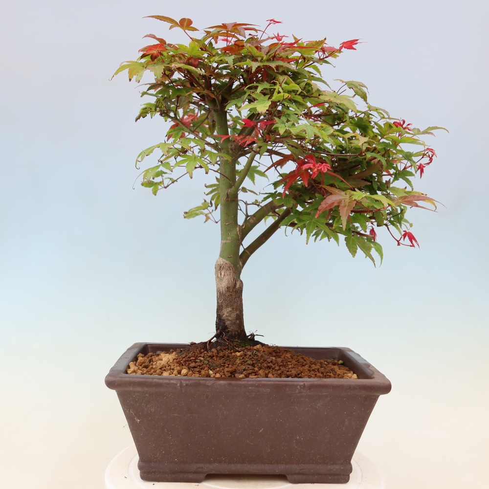 Noorse esdoorn - Acer palmatum Beni Tsukasa