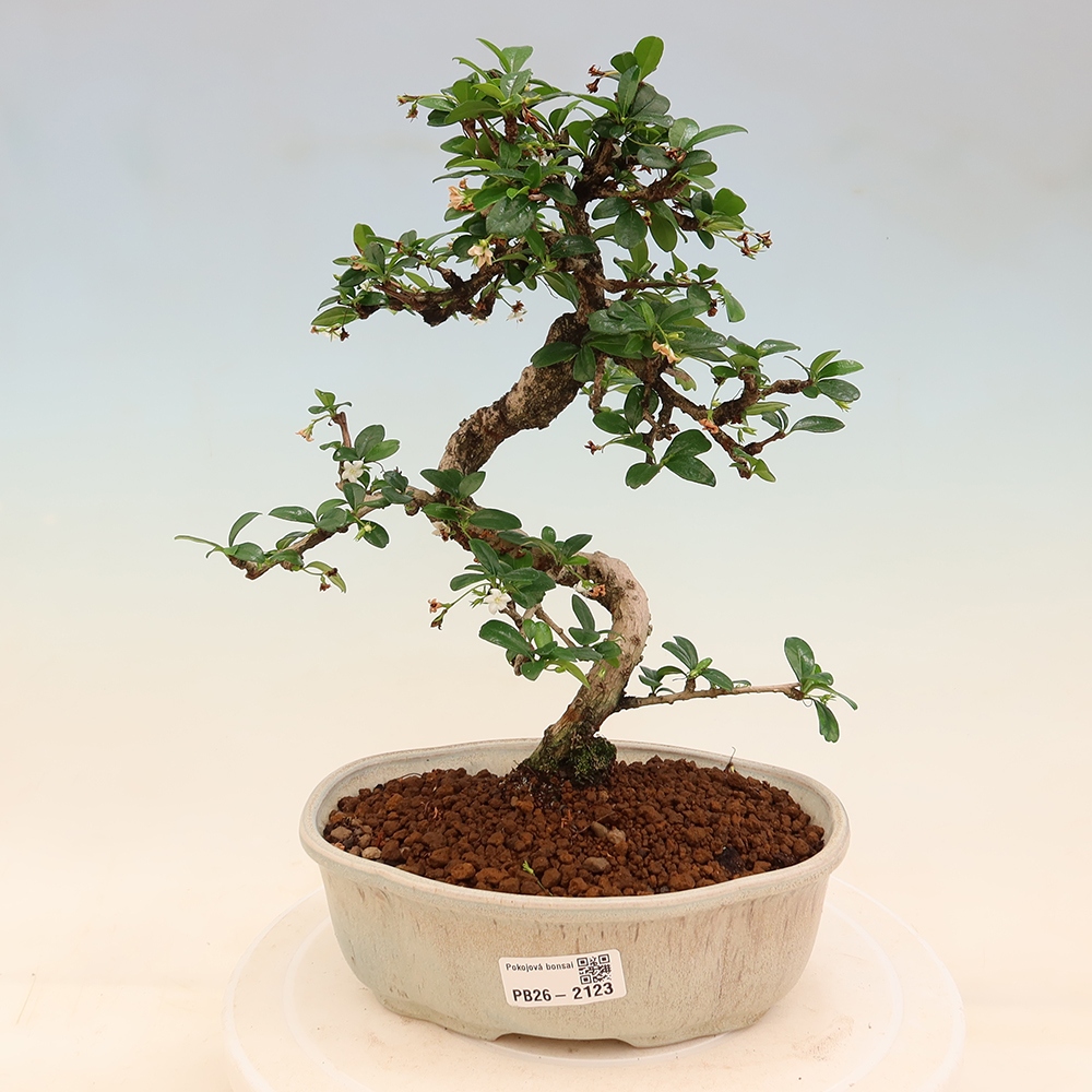 Kamerbonsai - Carmona macrophylla - Thee fuki