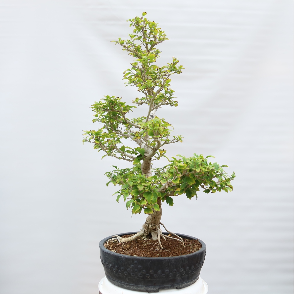 Bonsai voor buiten - Hibiscus syriacus - Syrische hibiscus