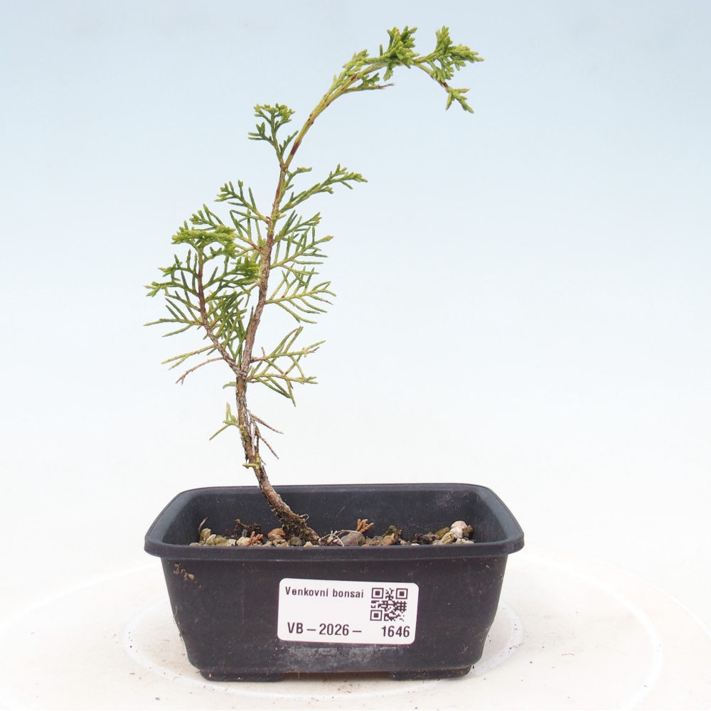 Bonsai voor buiten - Juniperus chinensis Itoigawa