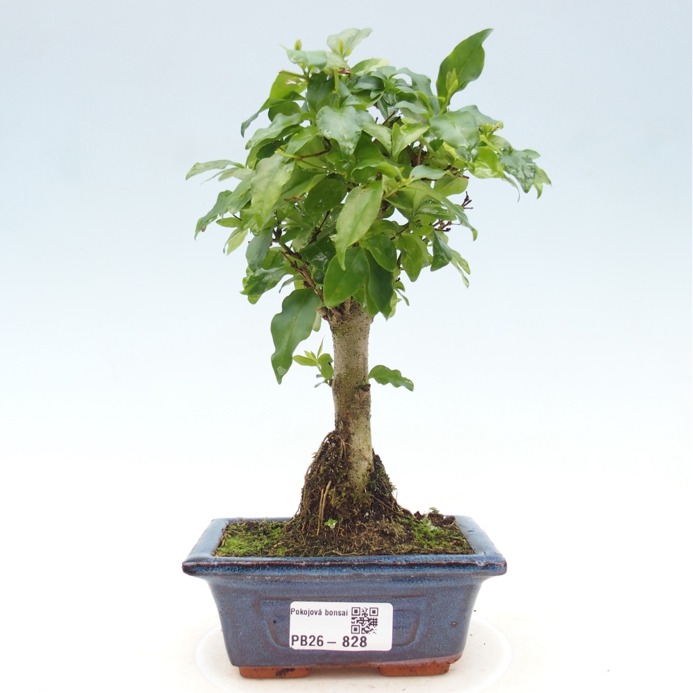 Kamerbonsai -Ligustrum chinensis - Vogelsnavel