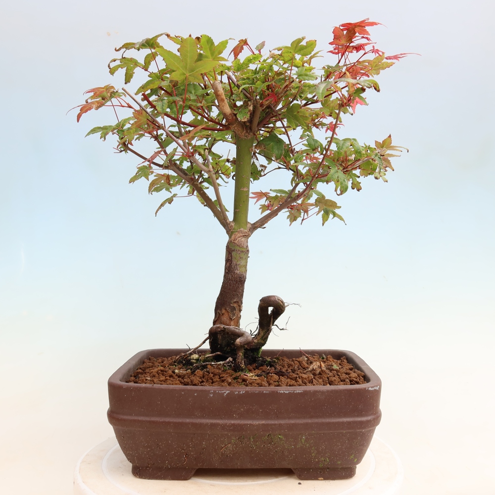 Bonsai voor buiten - Acer palmatum DESHOJO