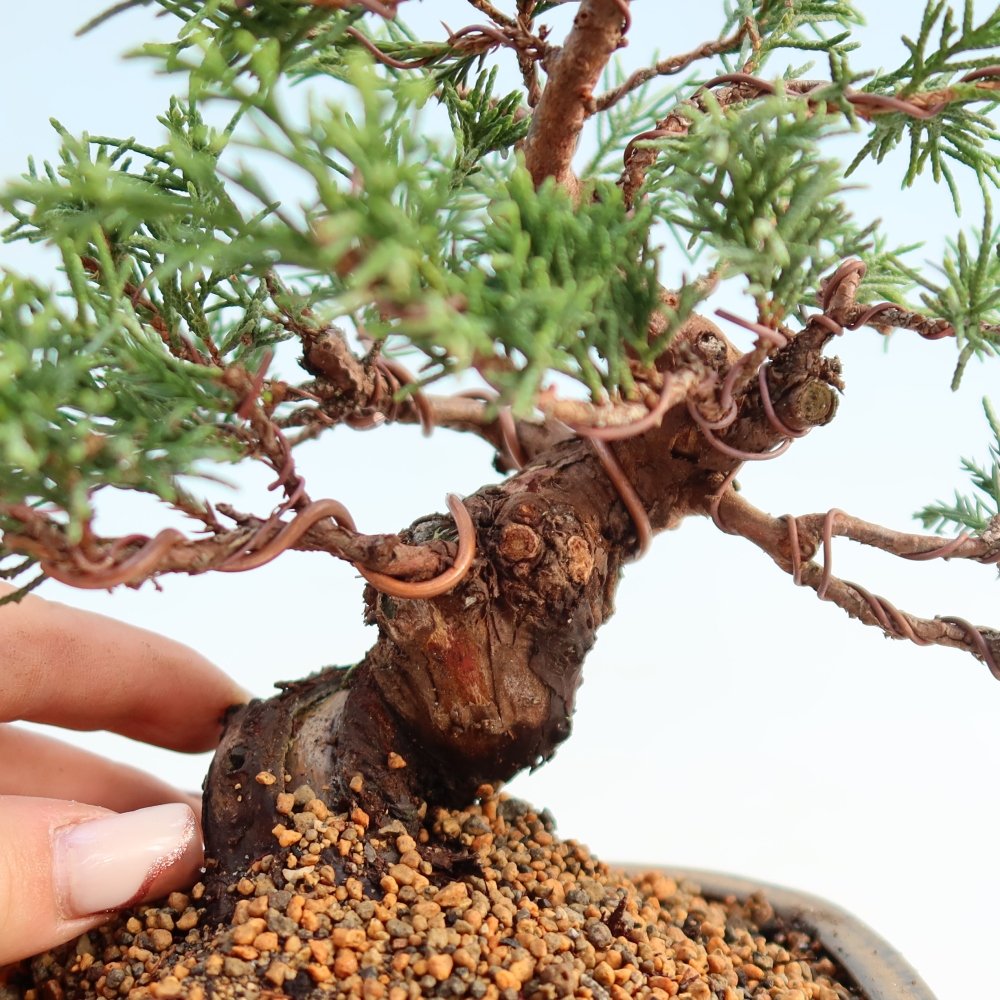 Bonsai voor buiten - Juniperus chinensis Itoigawa