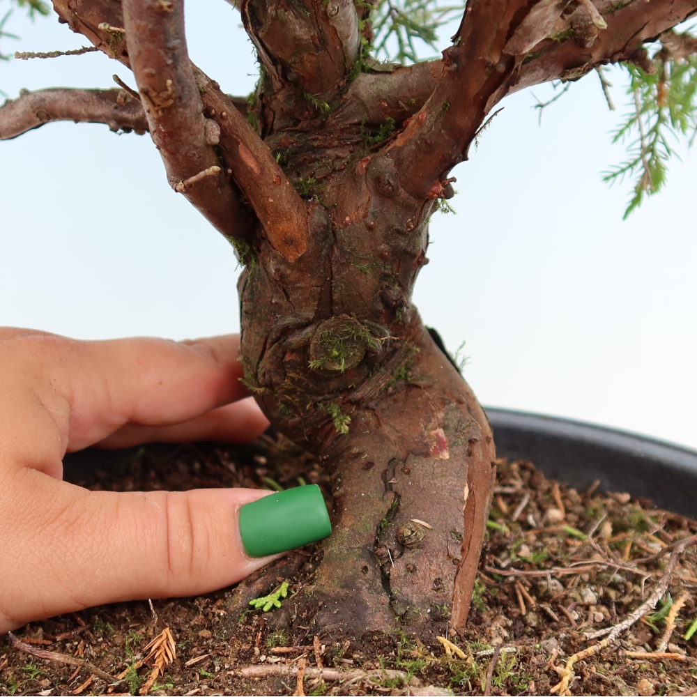 Bonsai voor buiten - Juniperus chinensis Itoigawa-Juniperus chinensis