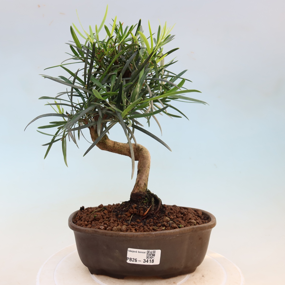 Kamerbonsai - Podocarpus - Taxus