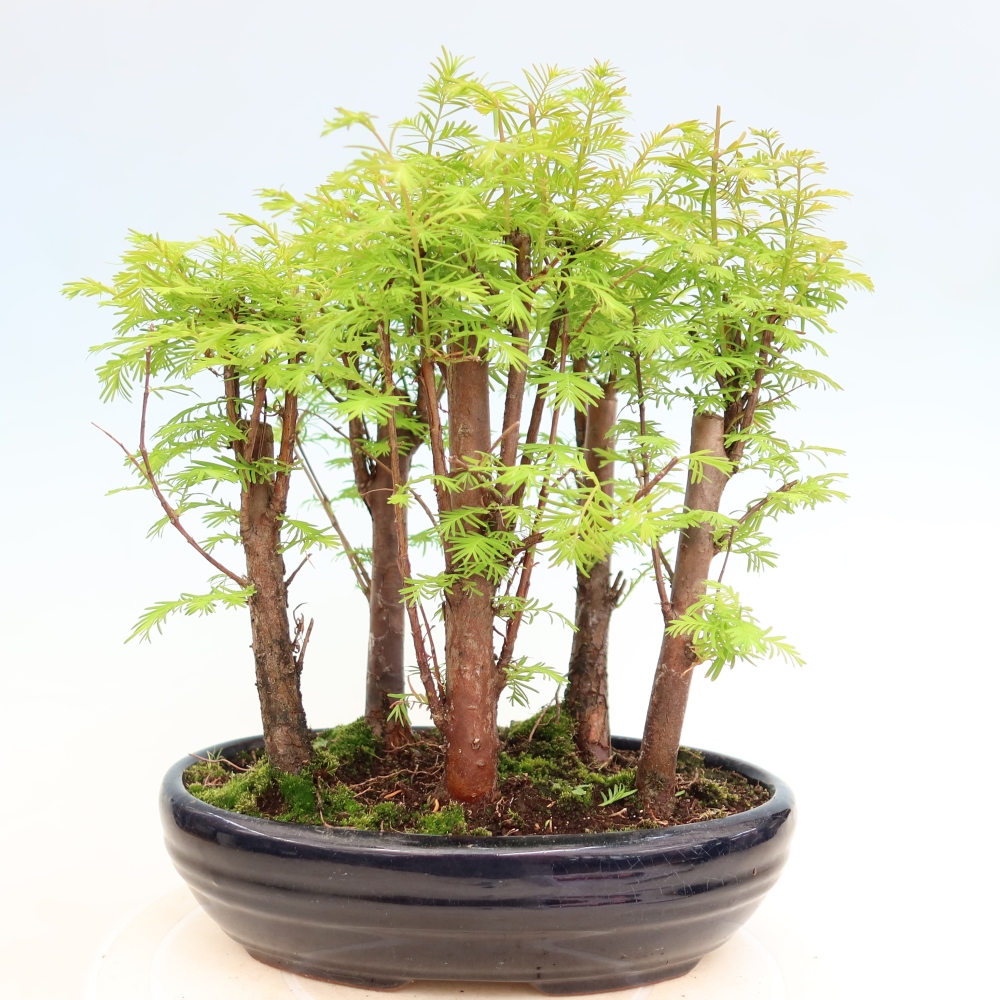Buitenbonsai - Metasequoia glyptostroboides - Chinese metasequoia - bosje