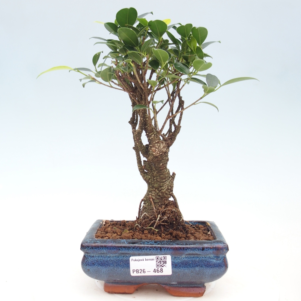 Kamerbonsai - Ficus retusa - kleinbladige ficus