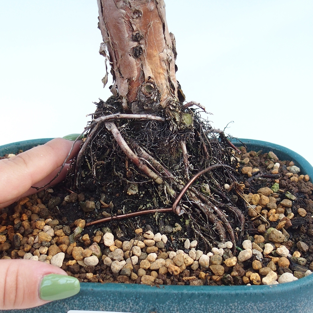 Bonsai voor buiten - Juniperus chinensis Kishu