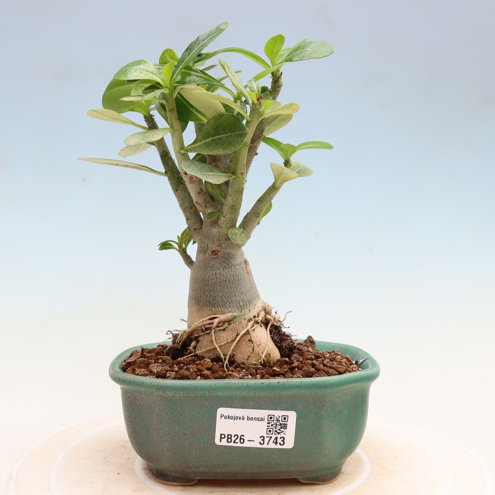 Kamerbonsai - Adenium obesum Red Star - Woestijnroos