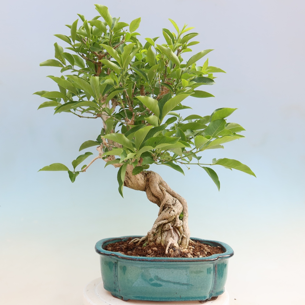 Bonsai-iep voor buiten - euonimus
