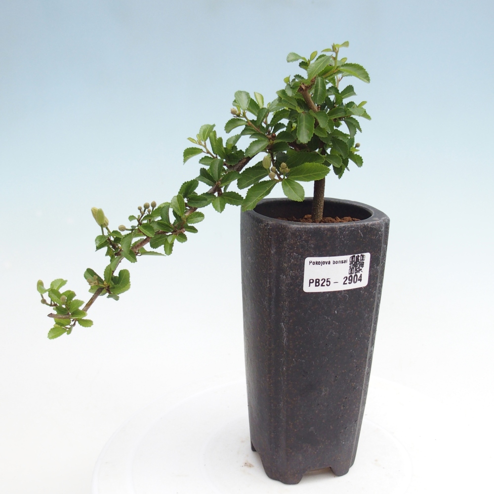 Bonsai - Grewia occidentalis - Lavendel zeester