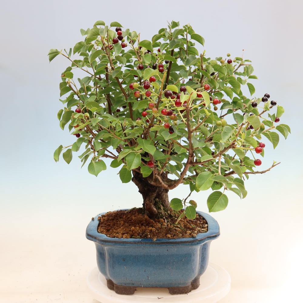 Bonsai voor buiten - Mahalebka - Prunus mahaleb