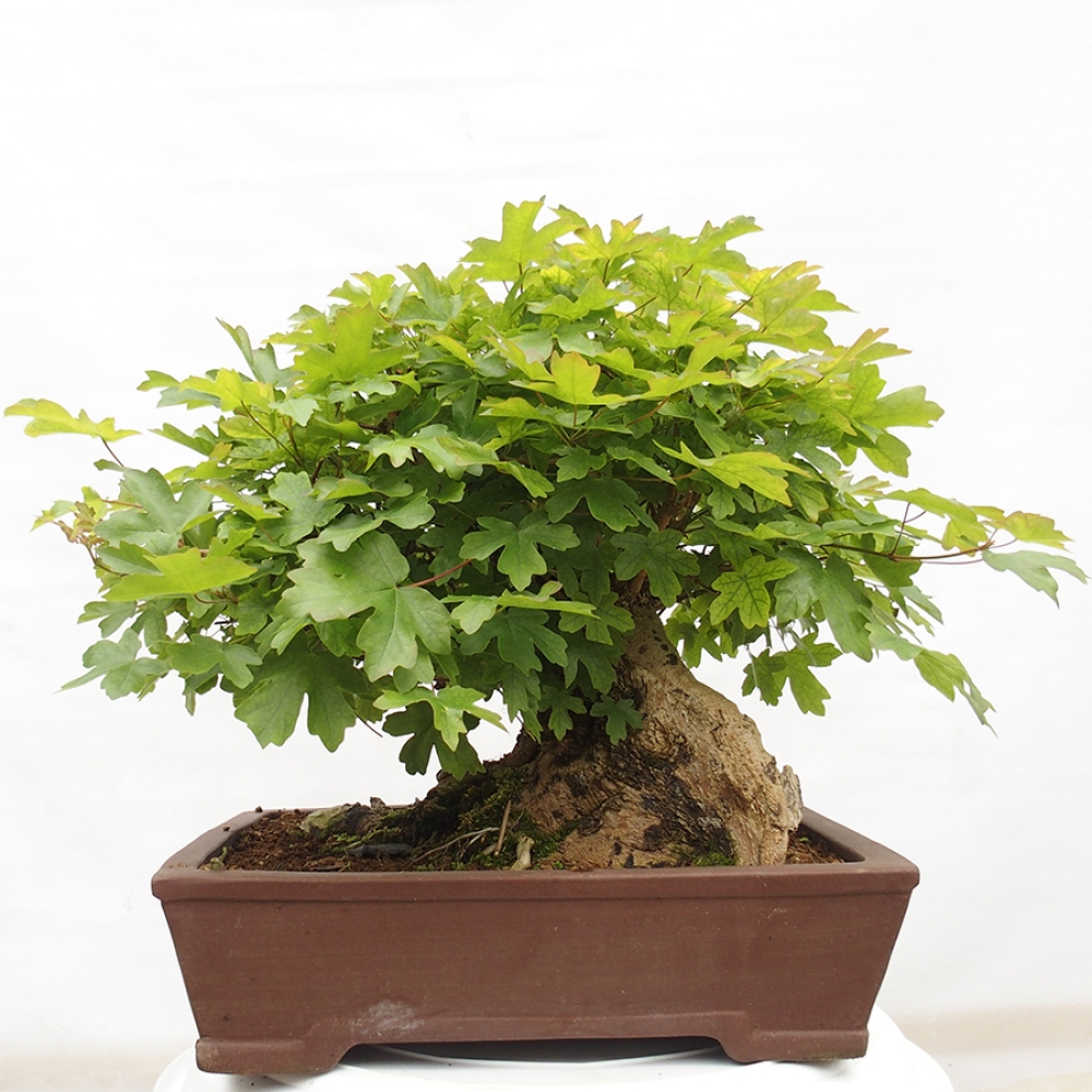 Bonsai voor buiten -Javor babyka - Acer campestre