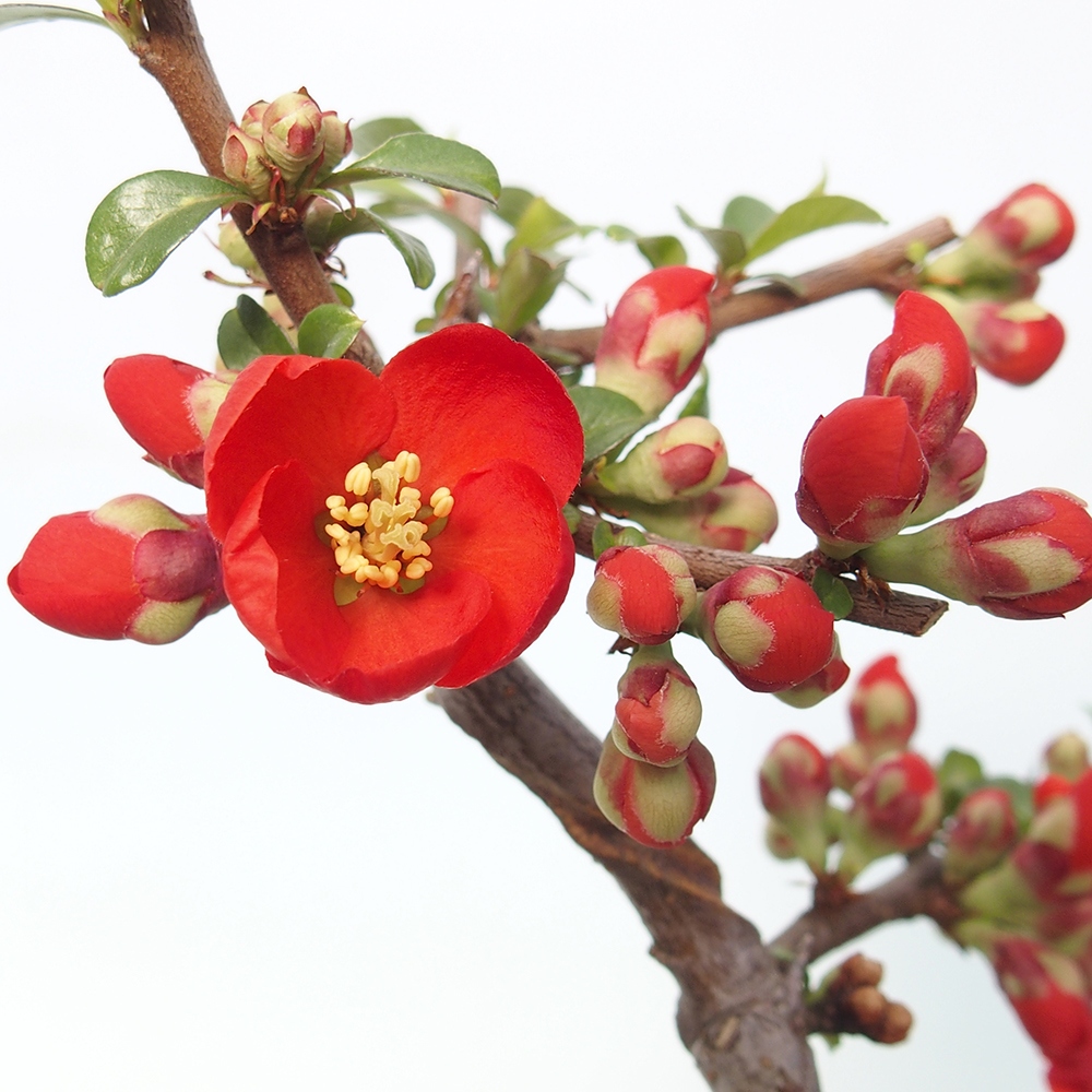 Bonsai voor buiten - Chaneomeles sup. Nicoline - Kweepeer