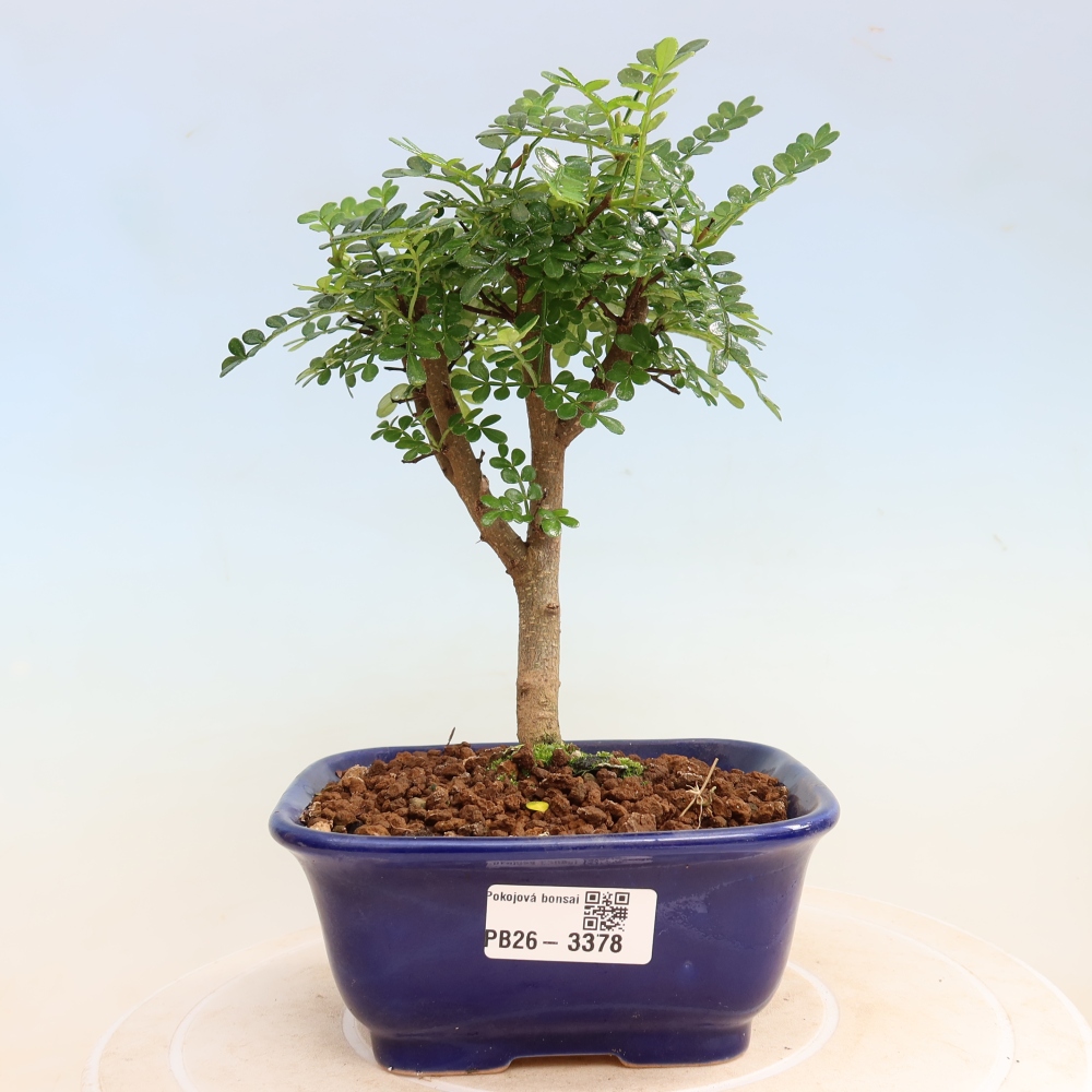 Kamerbonsai - Zantoxylum piperitum - peperboom