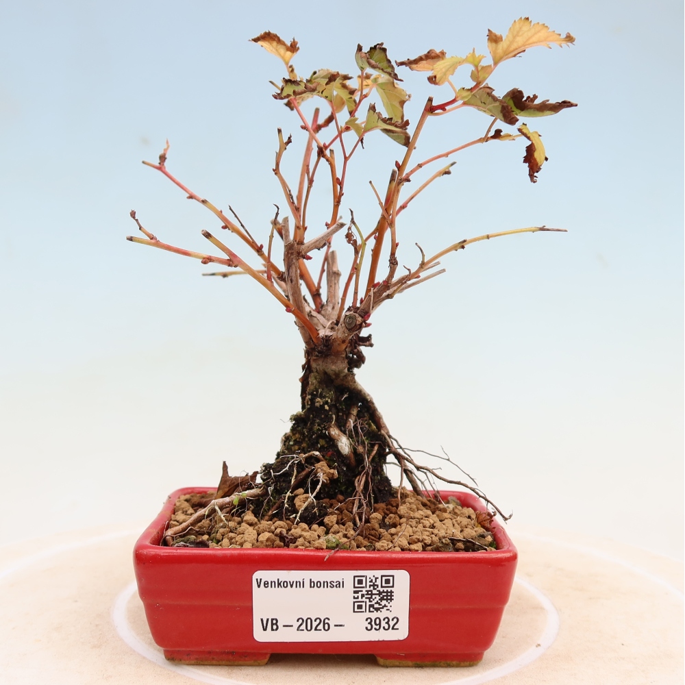 Bonsai voor buiten -  Stephanandra incisa - Gebogen kroonplant