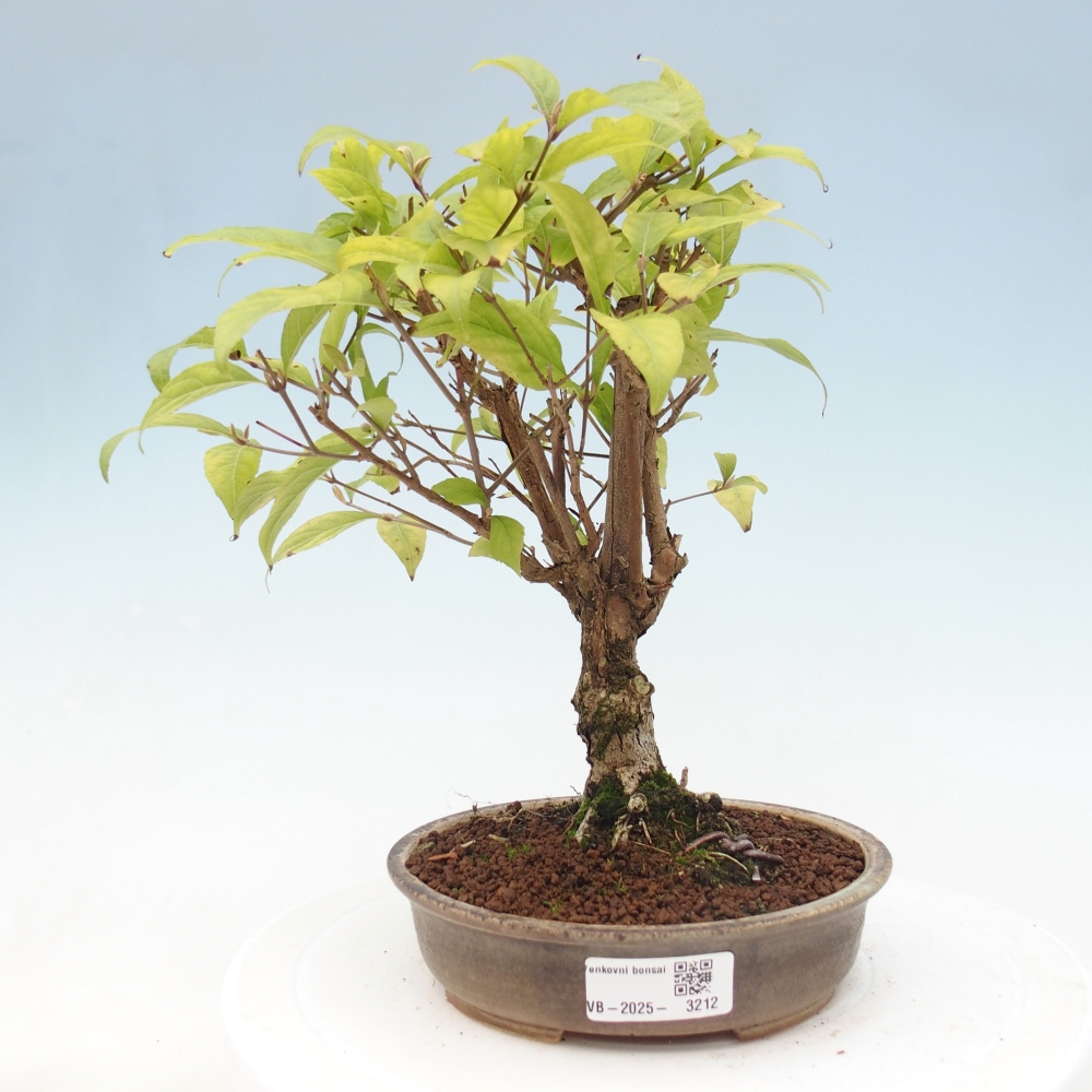 Bonsai voor buiten - Callicarpa japonica