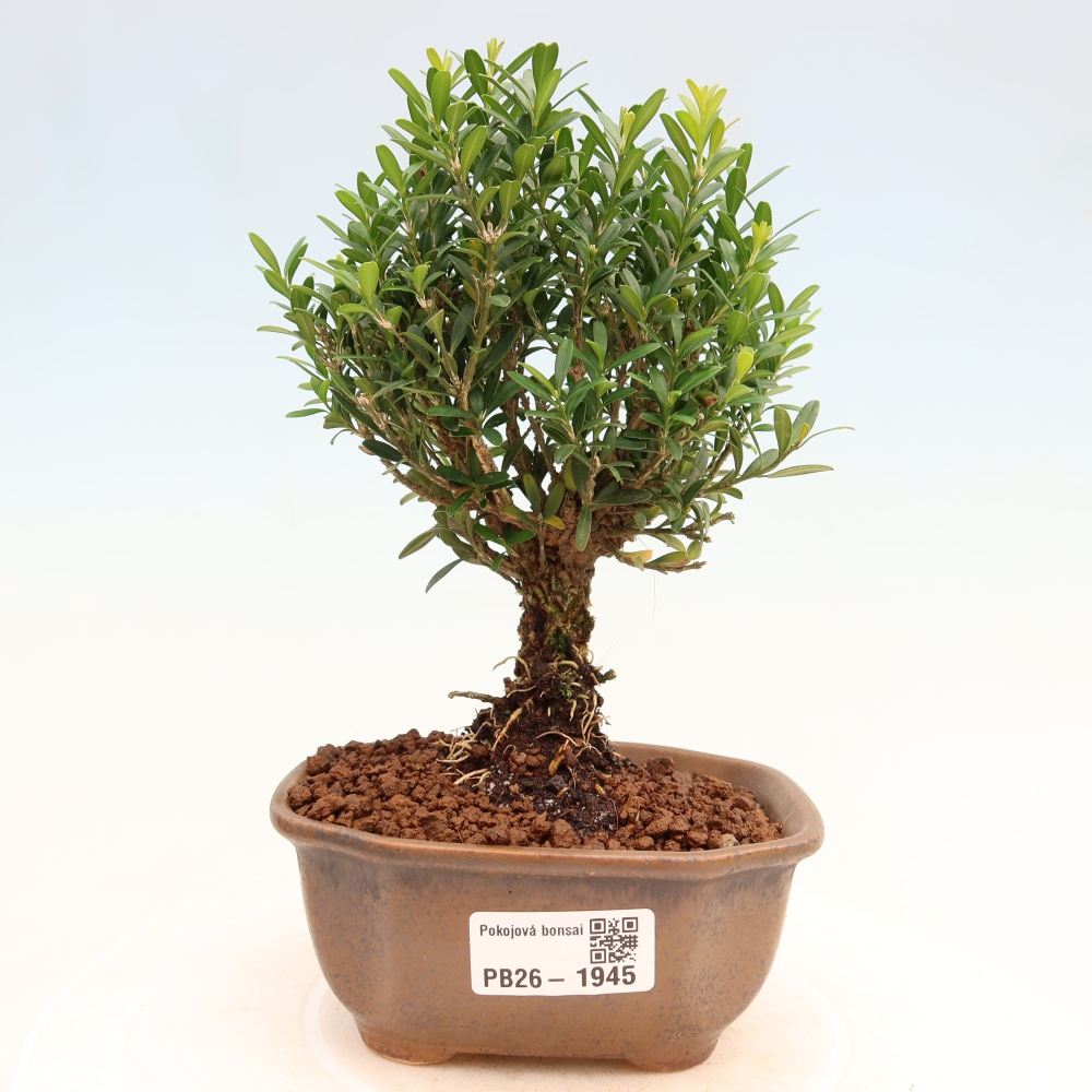 Kamerbonsai - Buxus harlandii - kurk buxus