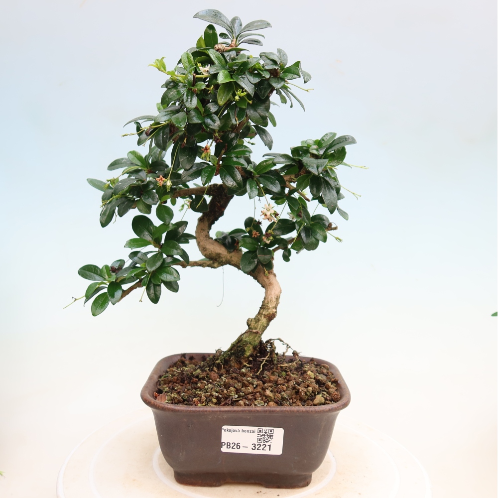 Kamerbonsai - Carmona macrophylla - Thee fuki