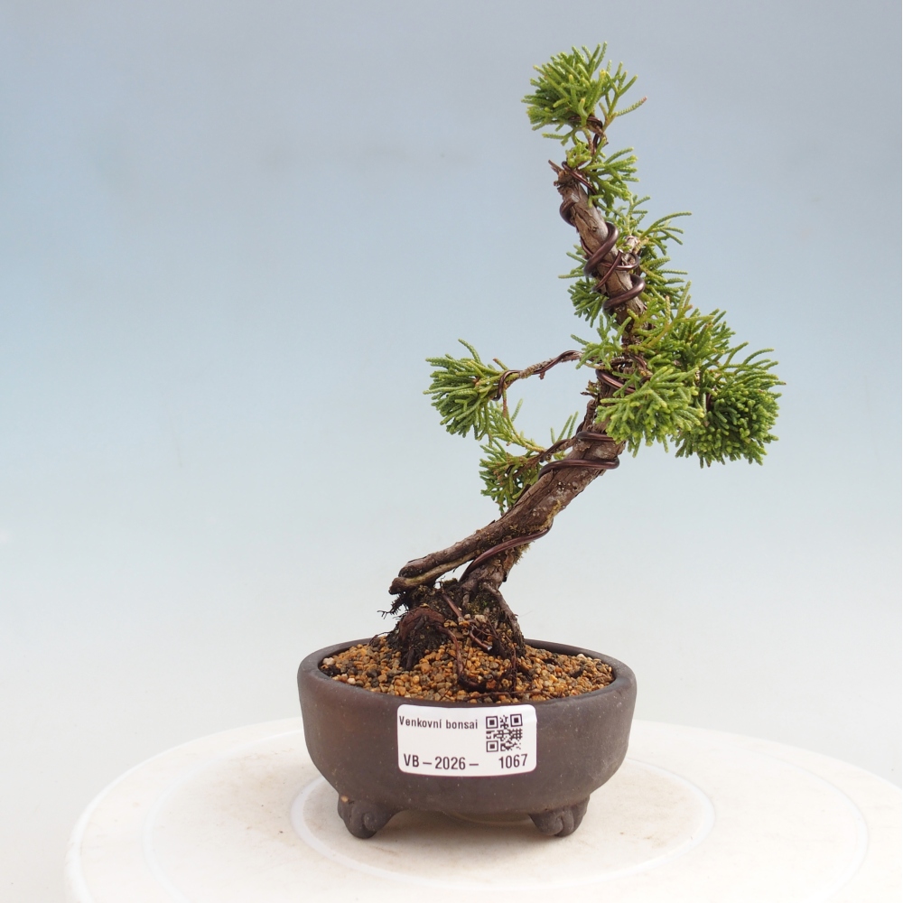 Bonsai voor buiten - Juniperus chinensis Kishu