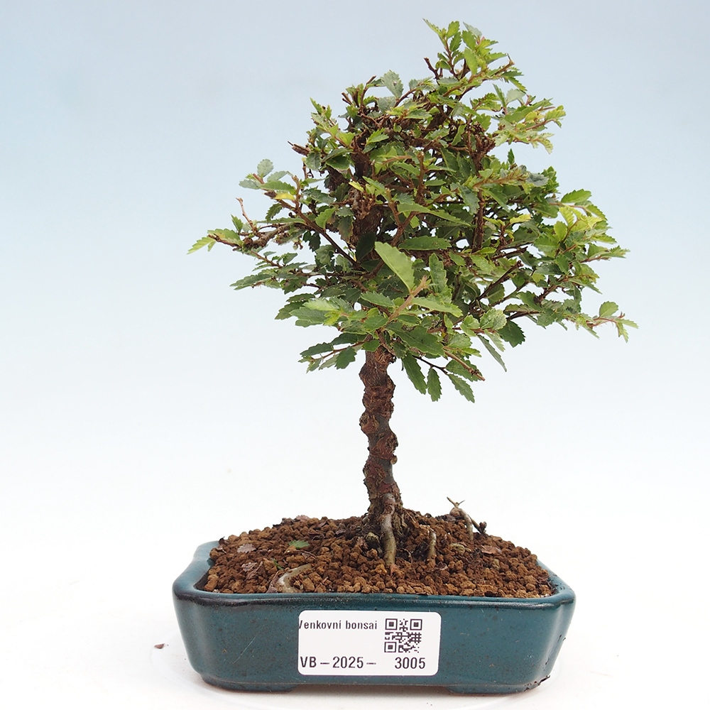 Bonsai voor buiten - Ulmus parvifolia Sagei - Kleinbladige iep