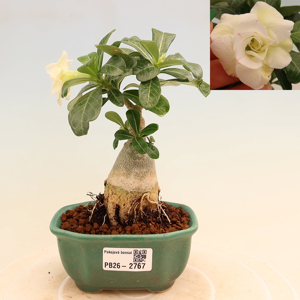 Kamerbonsai - Adenium obesum, geënt V.F.S.407  - Woestijnroos