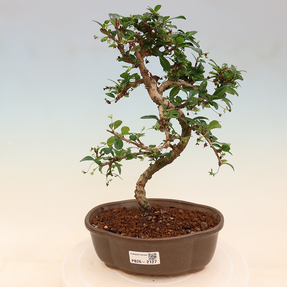Kamerbonsai - Carmona macrophylla - Thee fuki