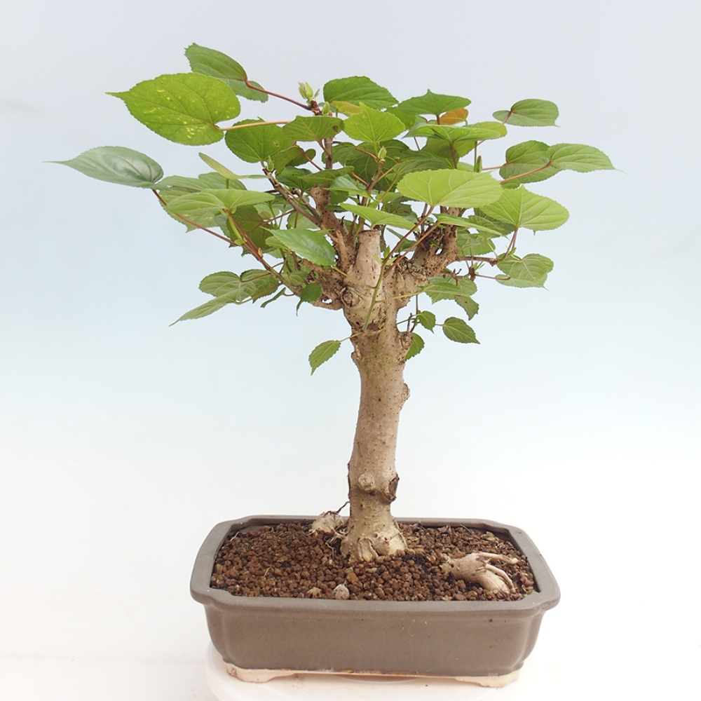 Bonsai voor binnen - Hibiscus tiliaceus - Zee Hibiscus