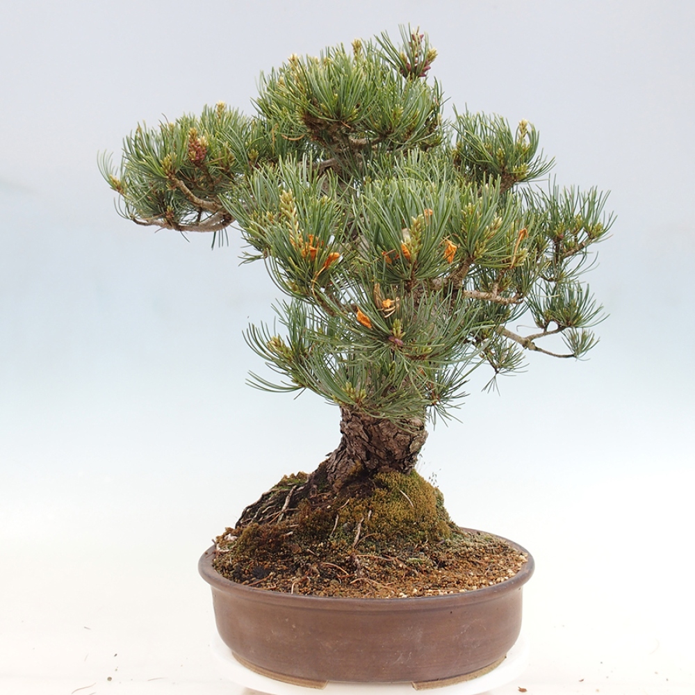 Bonsai voor buiten - Pinus parviflora - Pinus parviflora