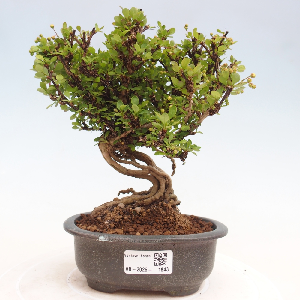 Bonsai voor buiten - Berberis coreana