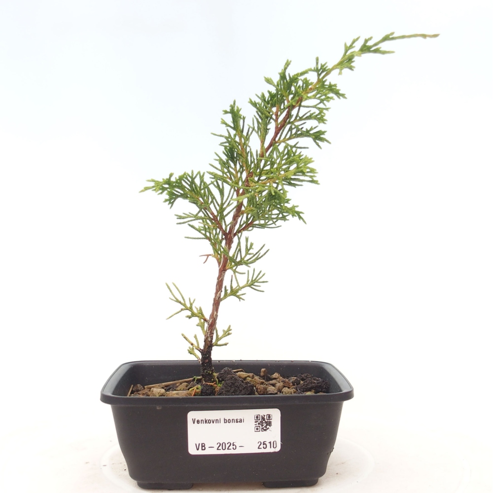 Bonsai voor buiten - Juniperus chinensis Itoigawa