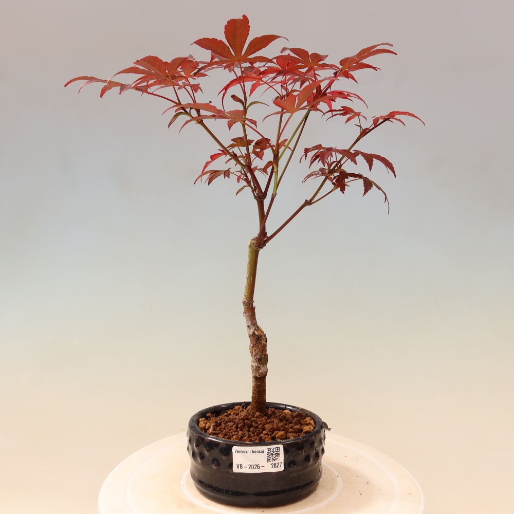 Bonsai voor buiten - Acer palm. Atropurpureum-Javorpalm