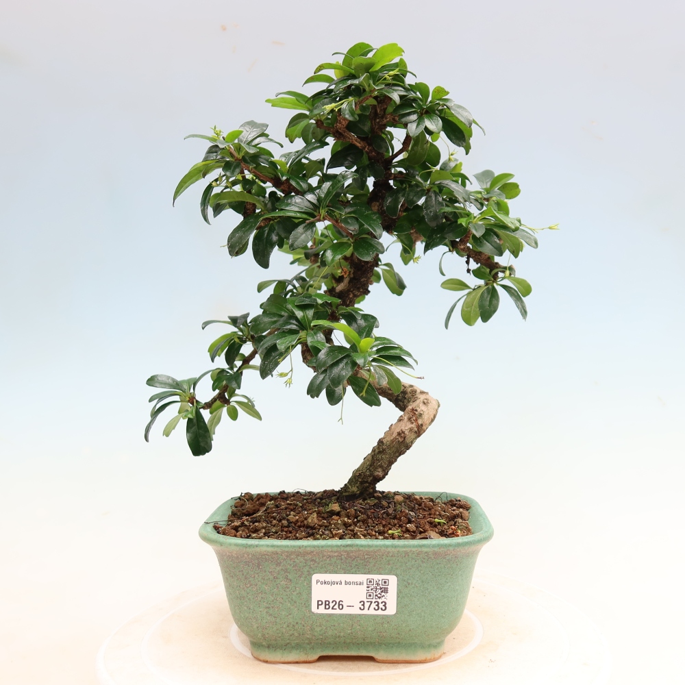 Kamerbonsai - Carmona macrophylla - Thee fuki