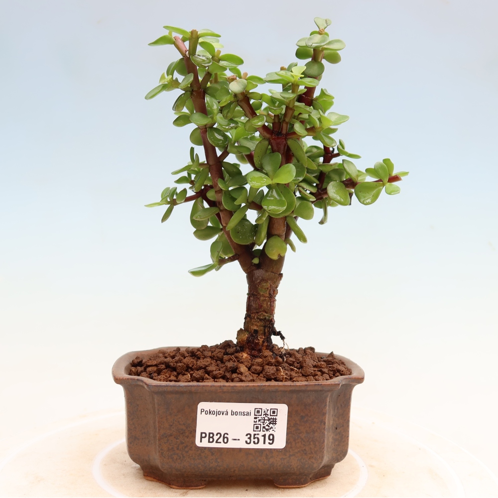 Kamerbonsai - Portulakaria Afra - Tlustice
