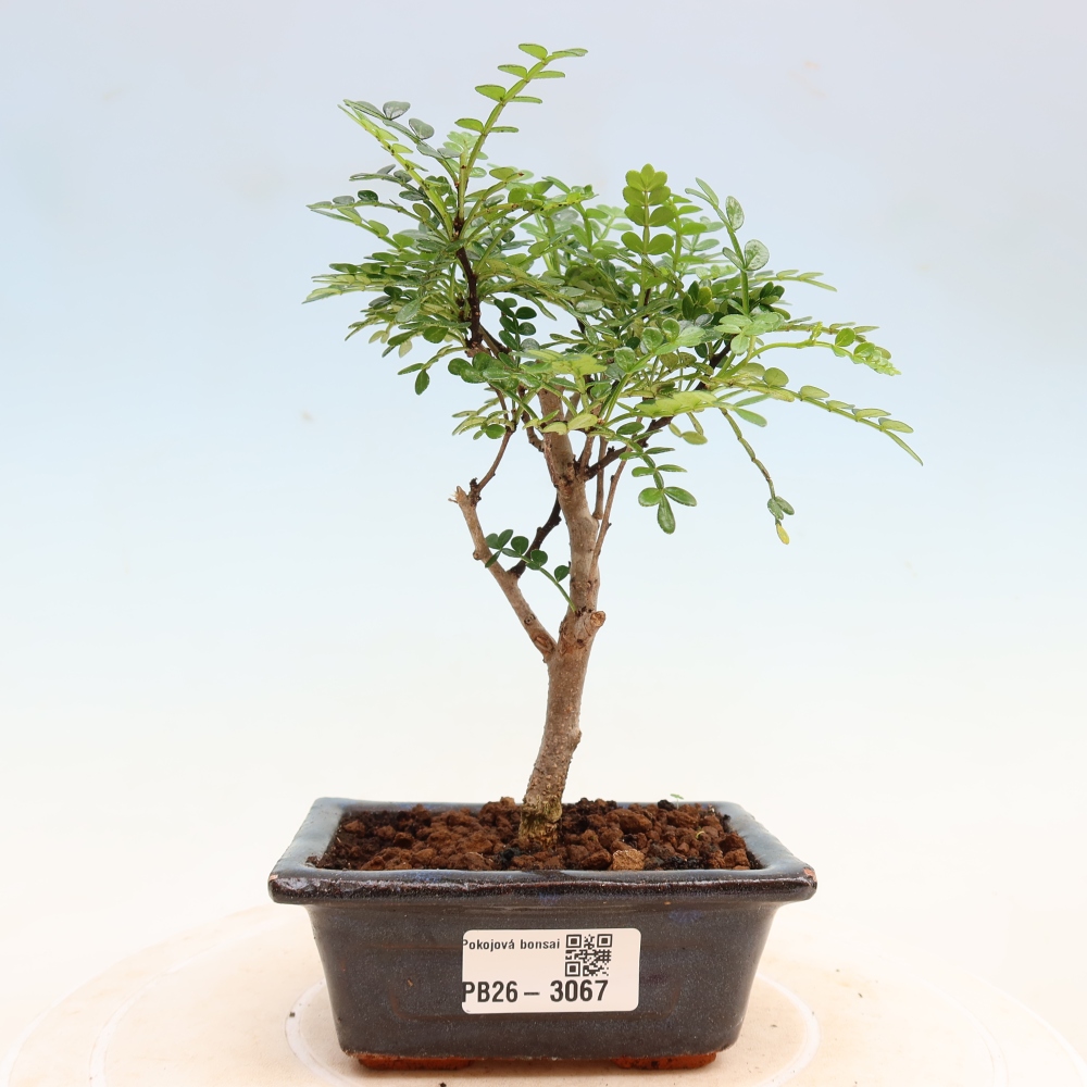 Kamerbonsai - Zantoxylum piperitum - peperboom