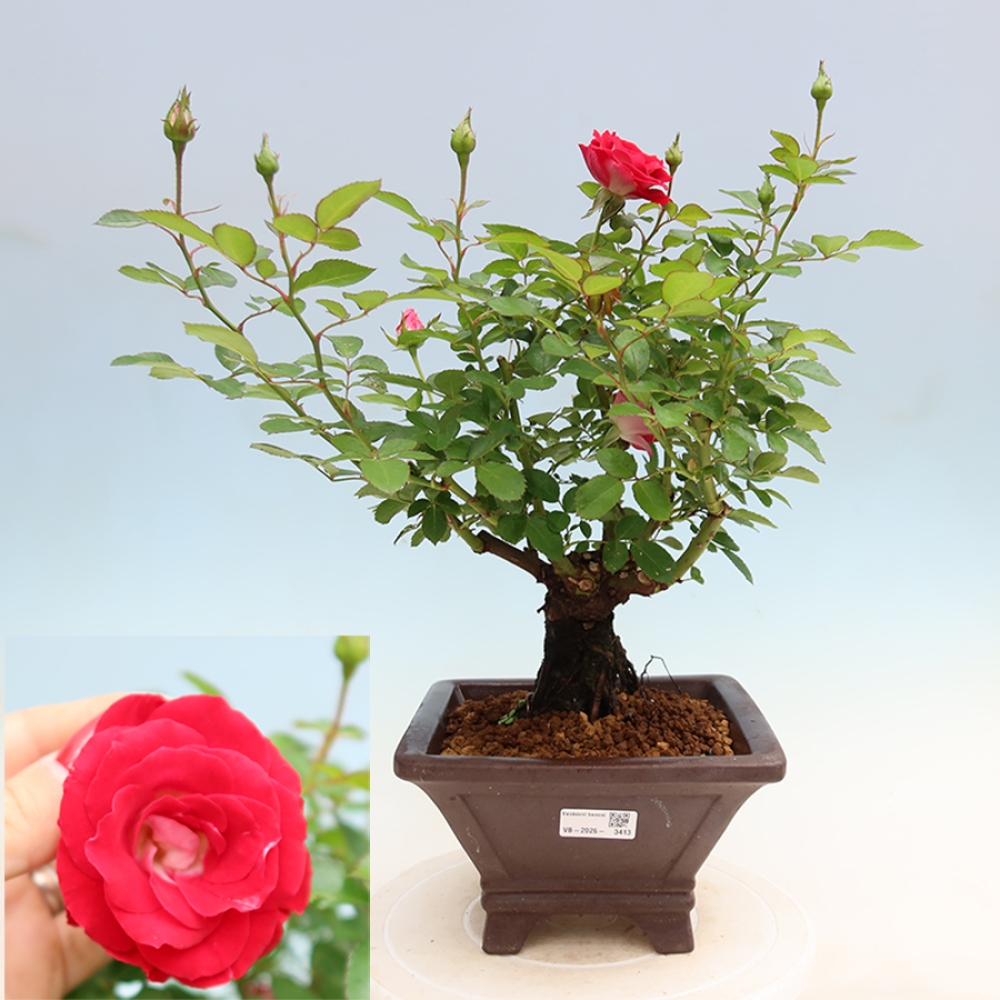 Bonsai voor buiten - Rosa Kordes - roos