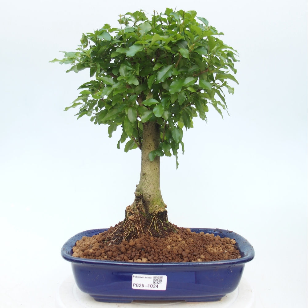 Kamerbonsai -Ligustrum chinensis - Vogelsnavel