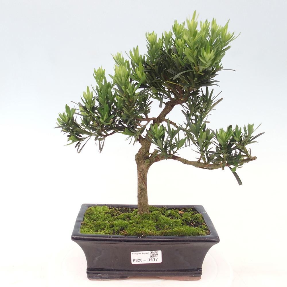 Kamerbonsai - Podocarpus - Taxus
