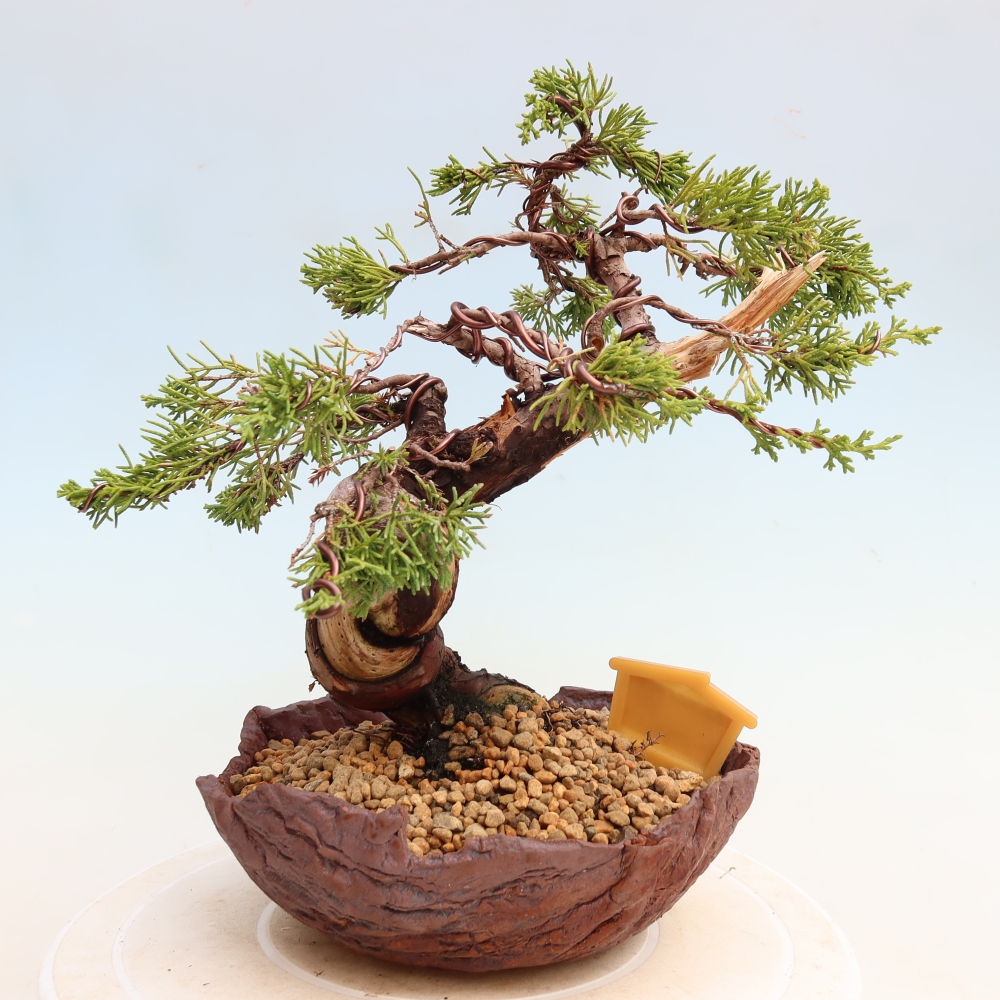 Bonsai voor buiten - Juniperus chinensis Itoigawa-Juniperus chinensis