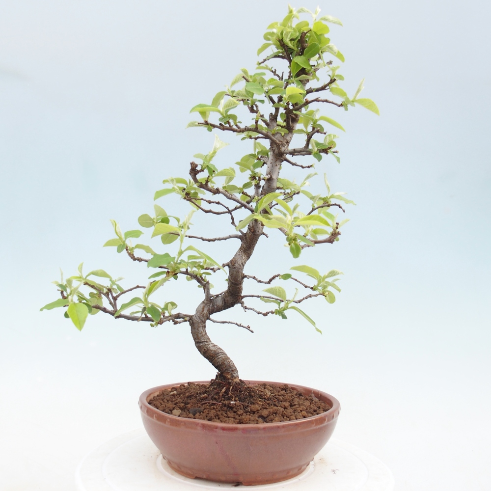 Bonsai voor buiten - Chaneomeles chinensis