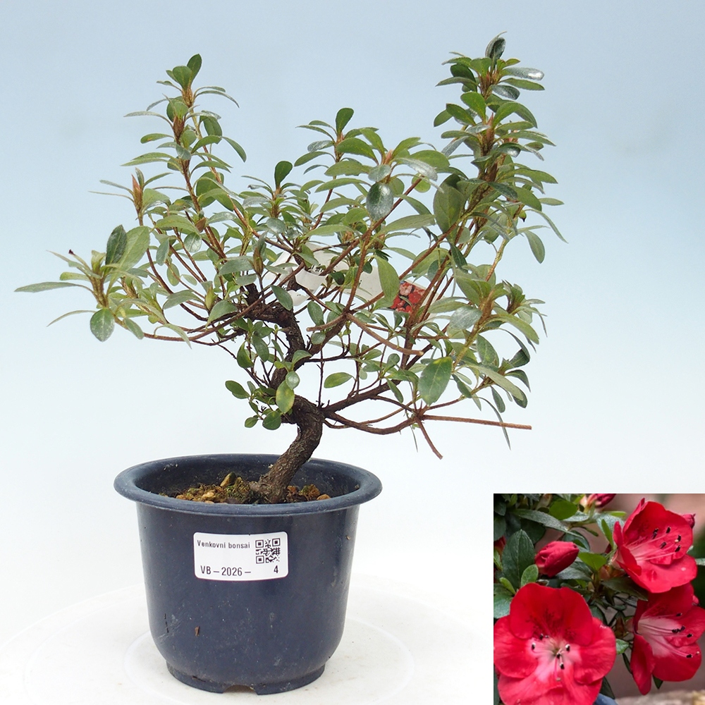 Bonsai voor buiten - Japanse Azalea - Azalea Benibeni