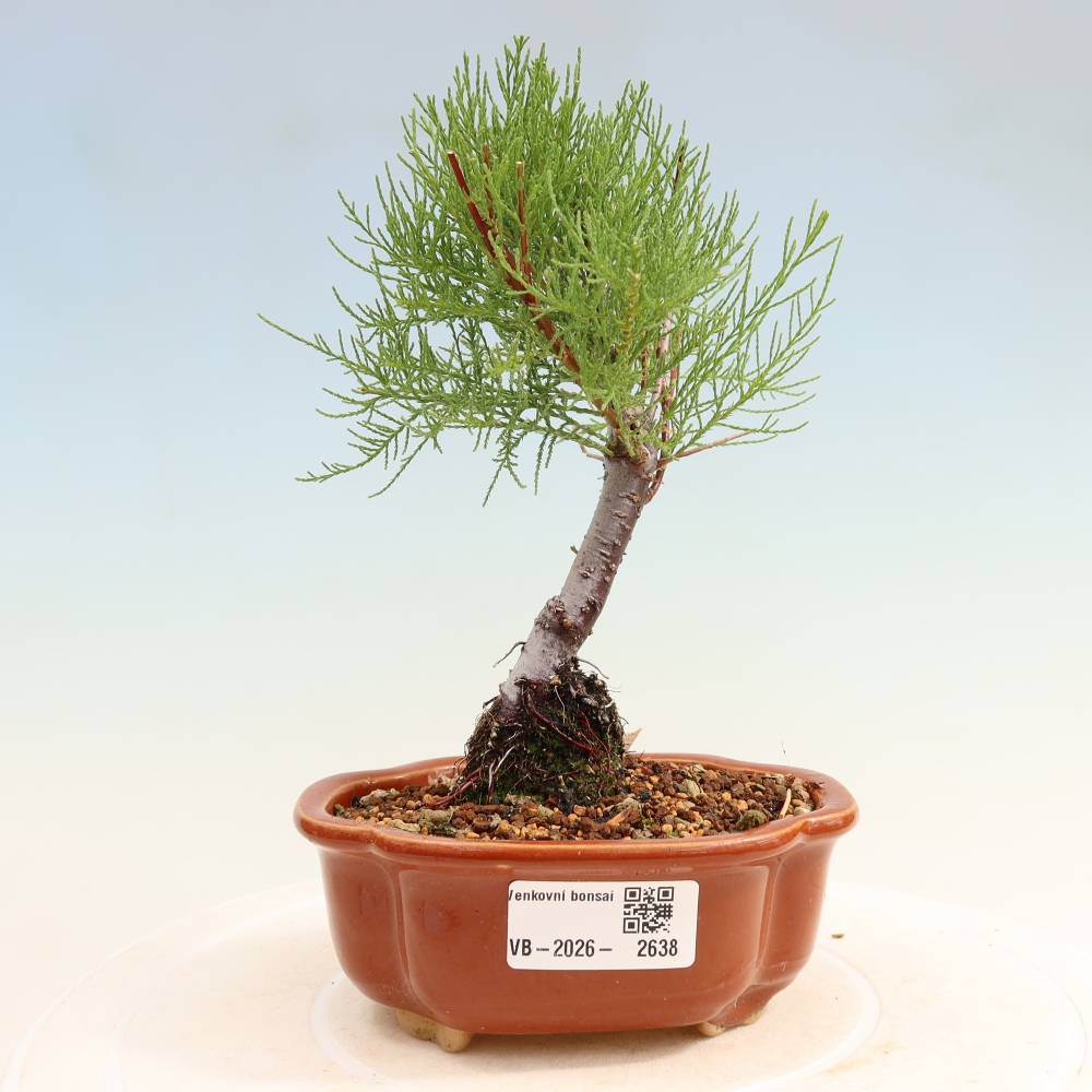 Bonsai voor buiten - Tamarisk - Tamarix