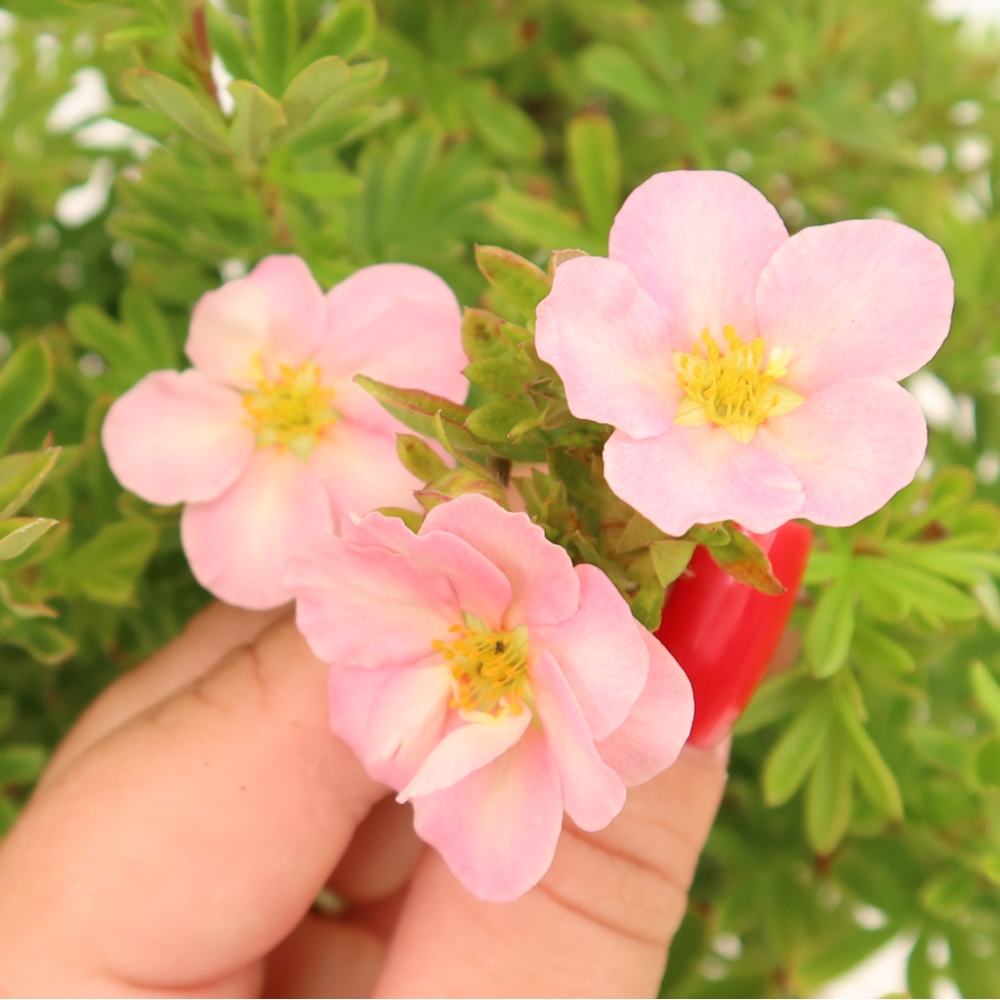 Buitenbonsai – Struikpotentilla – Potentilla fruticosa Bellissima