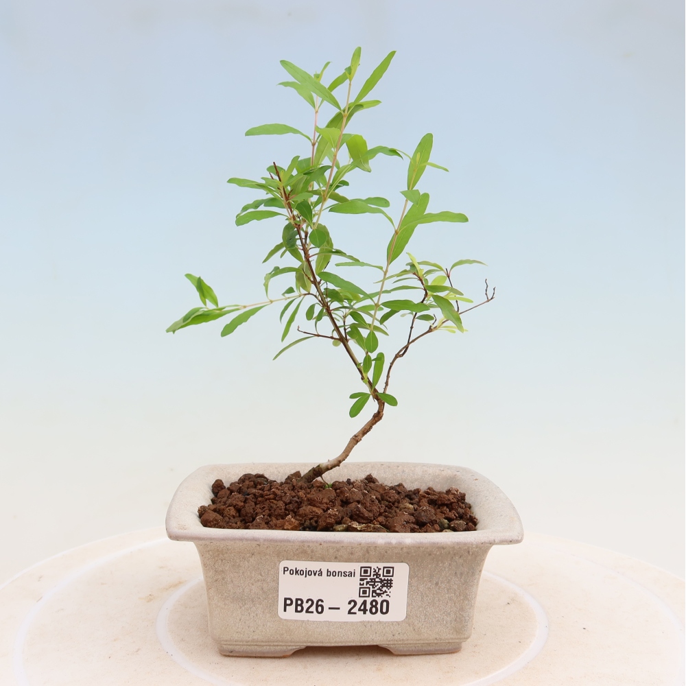 Kamerbonsai-PUNICA granatum nana-Granaatappel